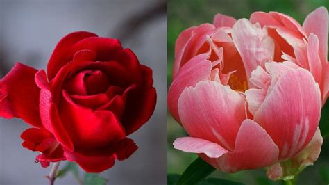 peonies vs roses