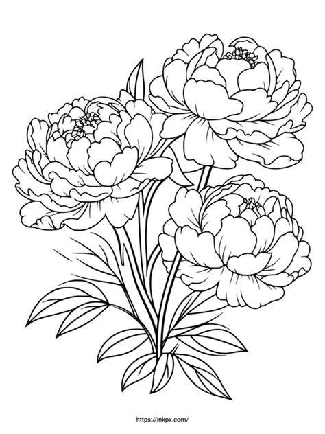 peony coloring pages