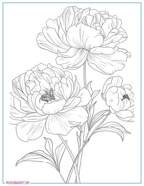peony colouring page