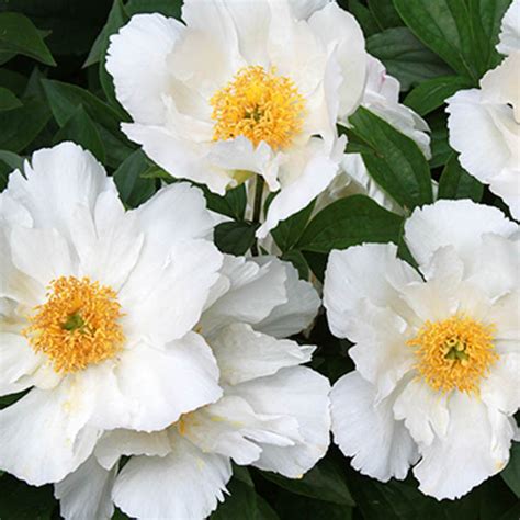 peony krinkled white