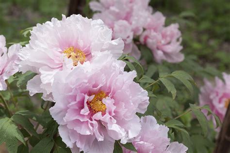 peony plant
