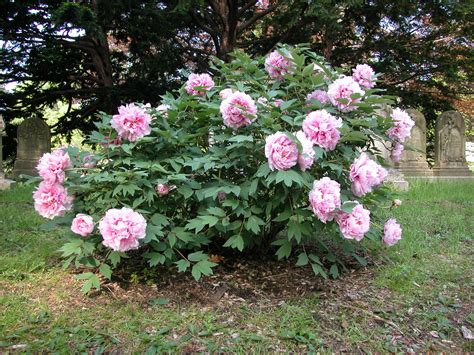 peony shrub