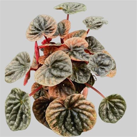 peperomia ambricos