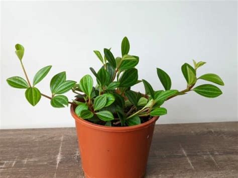 peperomia angulata