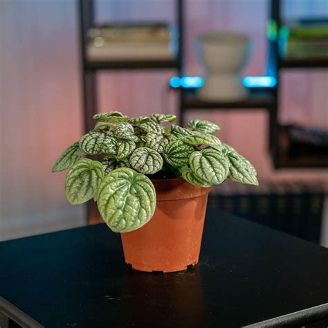 peperomia burbella