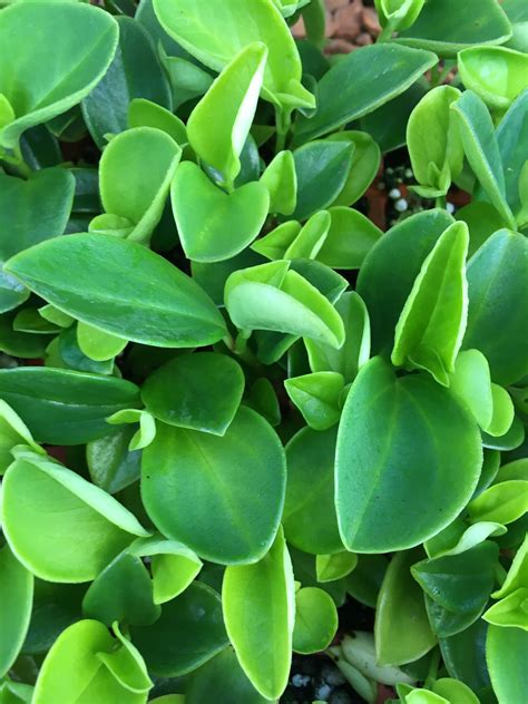 peperomia cubensis