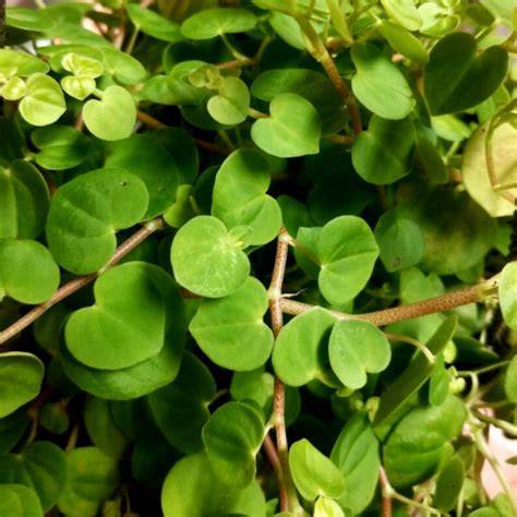 peperomia fagerlindii