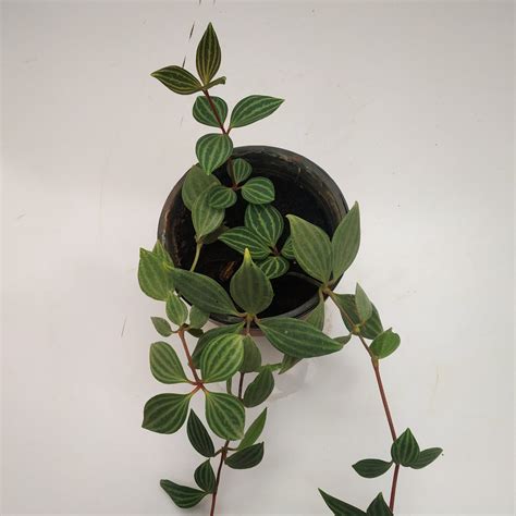 peperomia parallel
