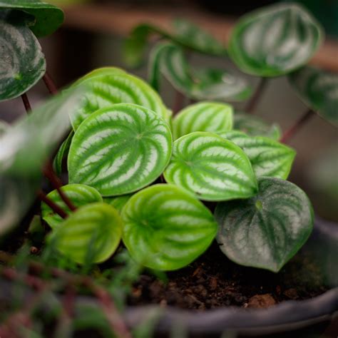 peperomia soil