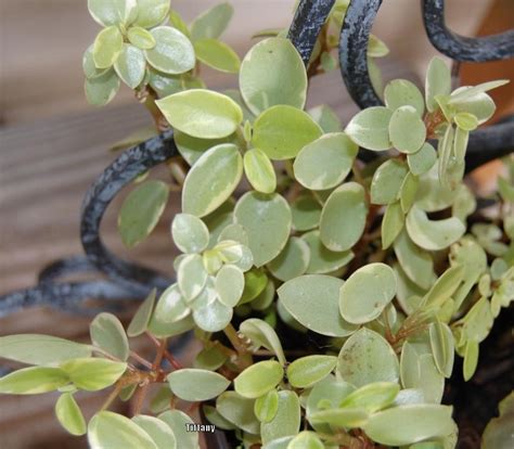 peperomia teardrop
