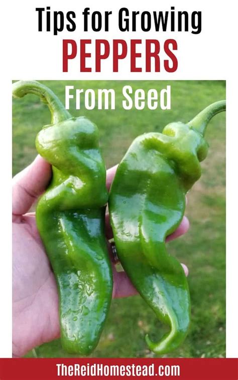 pepper growing tips and tricks