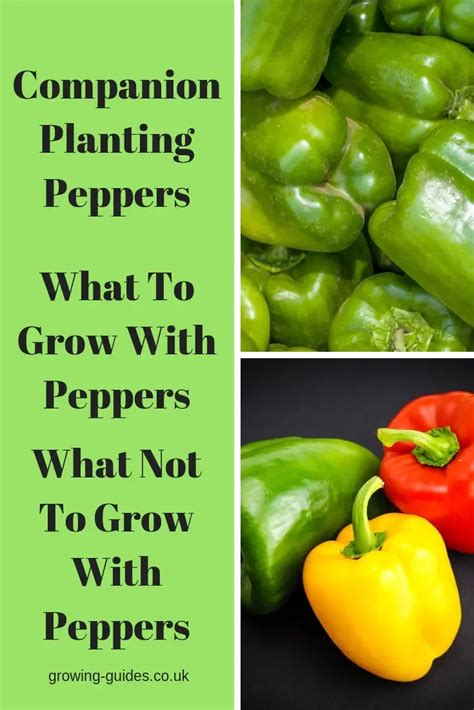 Companion Planting: The Perfect Match of Peppers and Beans