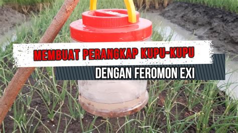 Perangkap Kupu-kupu