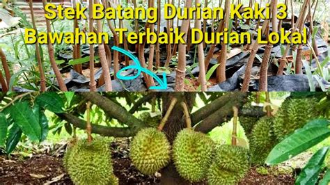 Perawatan Stek Durian Kaki 3