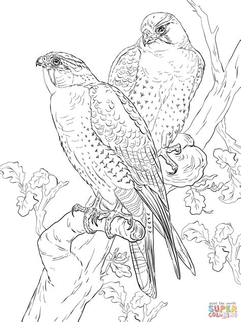peregrine falcon coloring pages