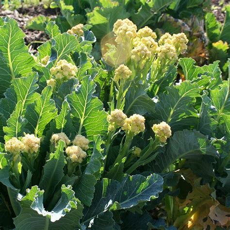 perennial broccoli