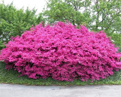 perennial bushes