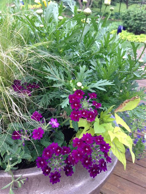 perennial container plants for partial sun