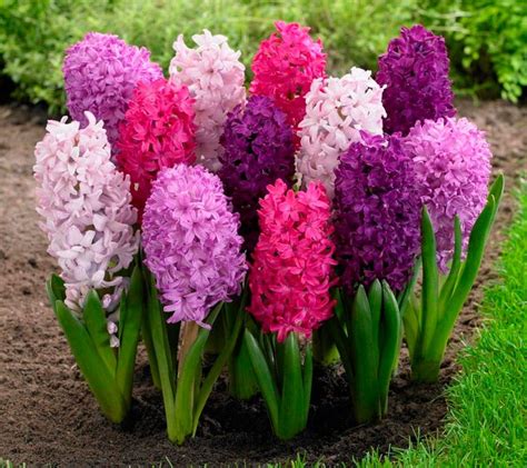 perennial flower bulbs