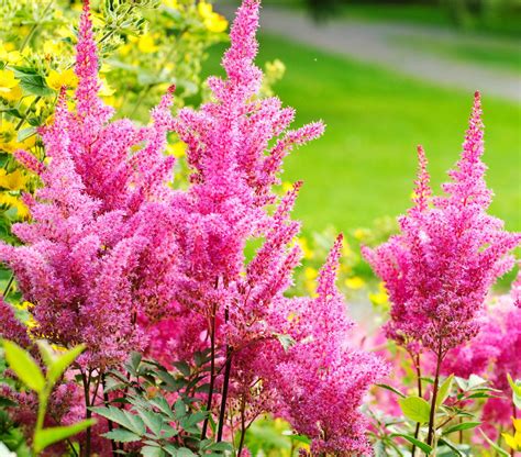 perennial flowering bushes