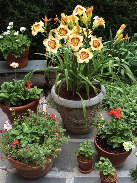 perennial flowers for pots