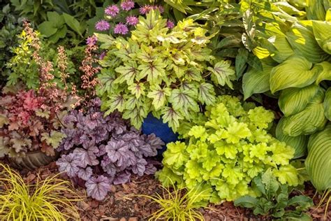 perennial foliage plants