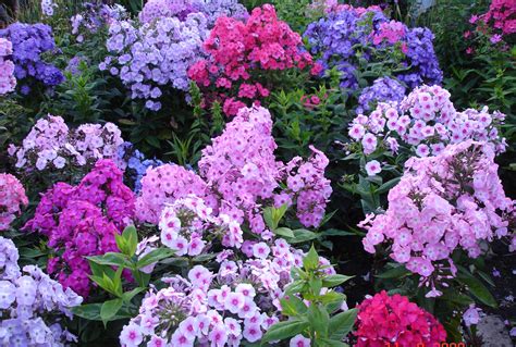 perennial phlox