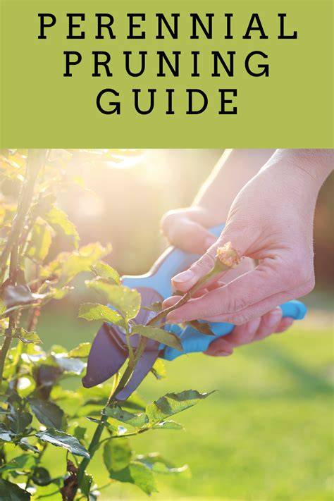 perennial plant pruning