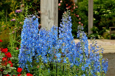 perennial plants for pots in full sun