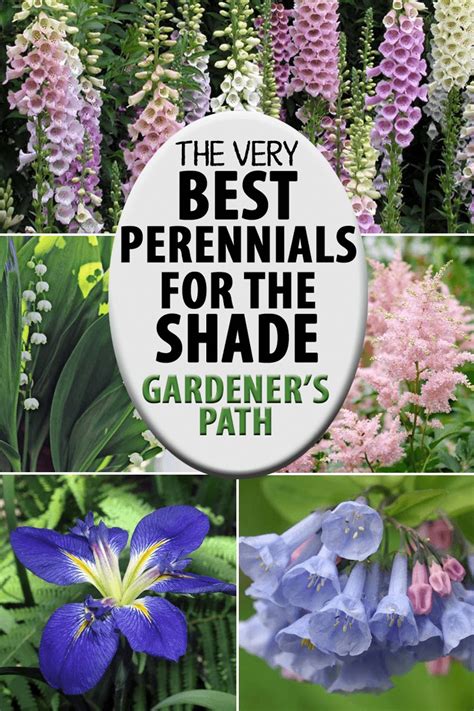 perennial shade plants