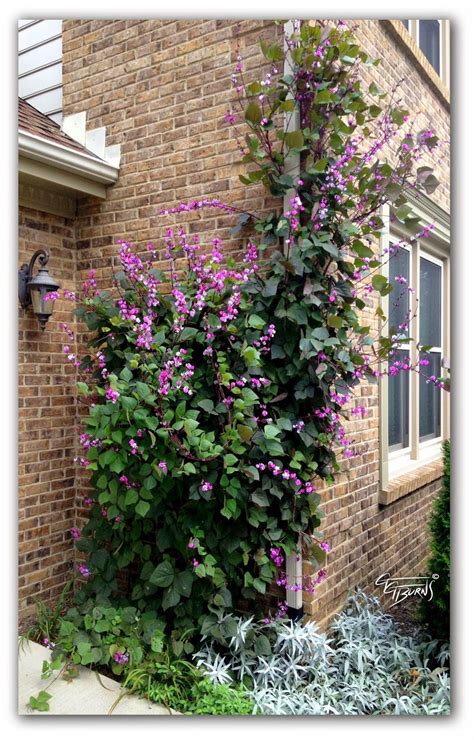 perennial sweet pea vine