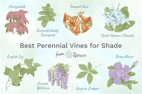 perennial vines for shade