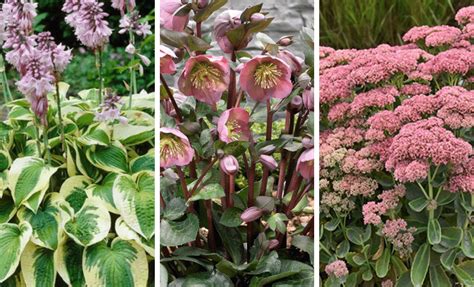 perennials come back every year