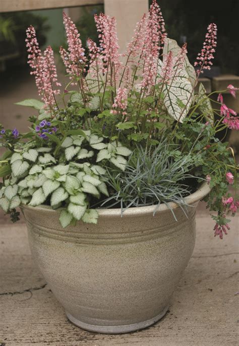 perennials for containers