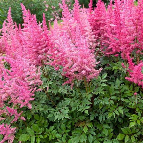 perennials for low light