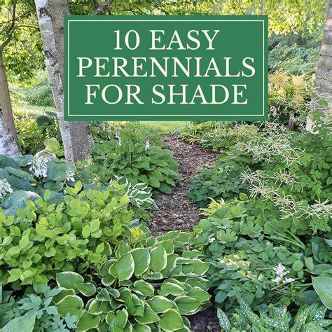 perennials for shade under trees