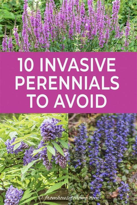 perennials to avoid