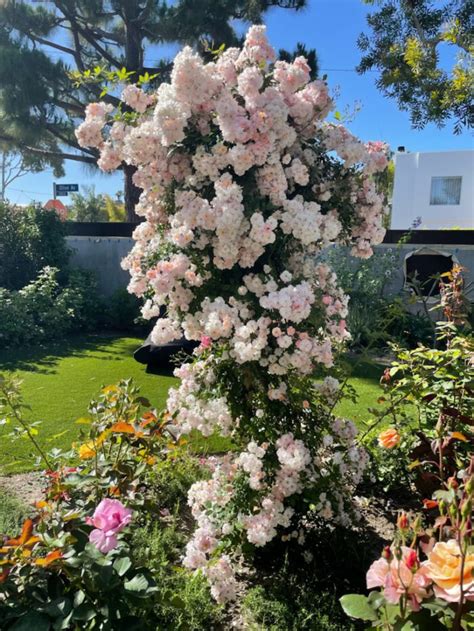 perfume breeze rose