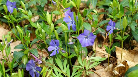 periwinkle green