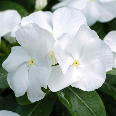 periwinkle white flower