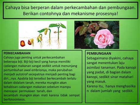 Perkembangan Tanaman