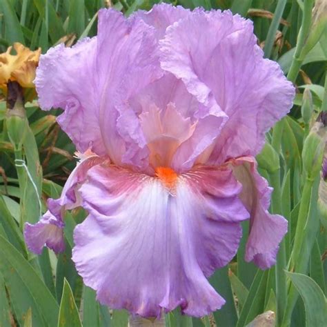 persian berry iris
