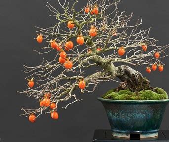 persimmon bonsai