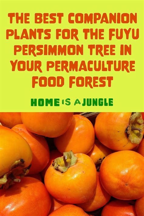 persimmon companion plants