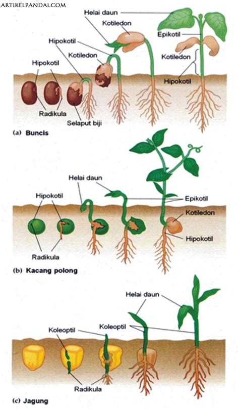 pertumbuhan akar tanaman