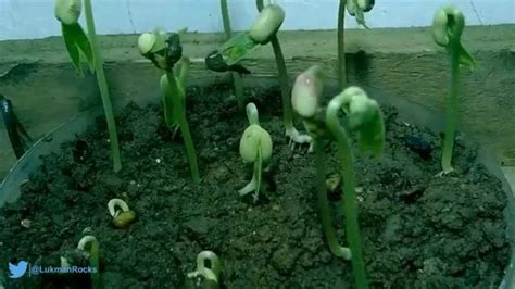 Pertumbuhan Kacang Hijau