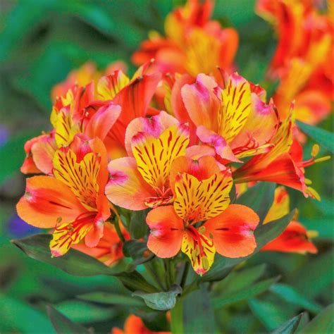 peruvian lily plant