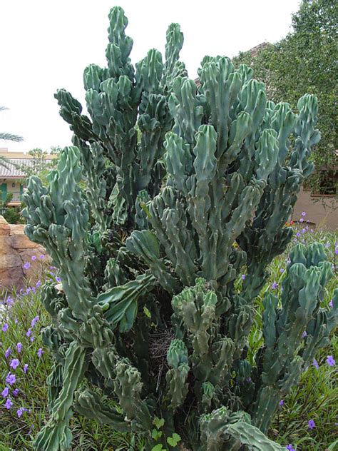 peruvian monstrose cactus