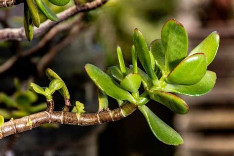 pests of jade plants