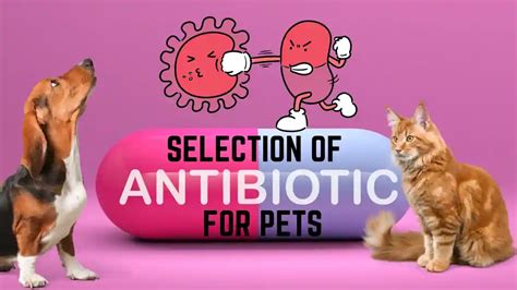 pet antibiotics